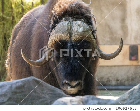 Taro Buffalo eat fresh green tree branches 100927613