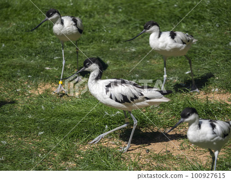 Long-billed Curlew shorebird of the family Scolopacidae 100927615