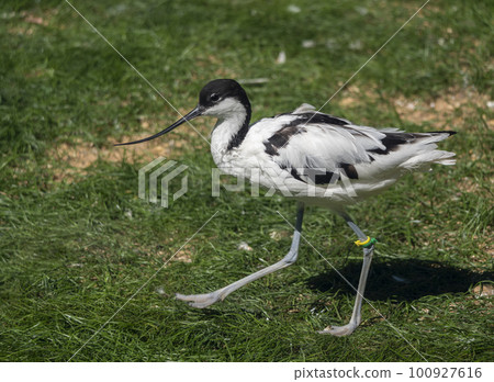 Long-billed Curlew shorebird of the family Scolopacidae 100927616