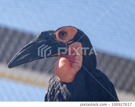 Kaffir Horned Raven standing on a close up Kaffir Horned Raven standing on a close up 100927617