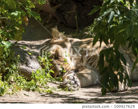 Portrait of a spotted hyena in the shade of trees 100927629