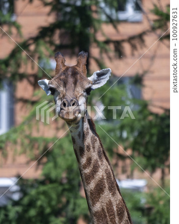 Beautiful giraffe stands tall on blue sky background 100927631