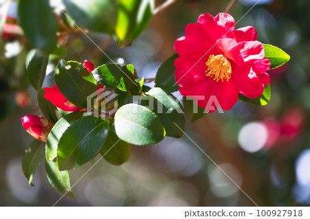Szakan flower 100927918