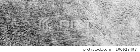 The texture of a grey spotted horse animal coat. Grey and white hair horse skin - real genuine natural fur, free space for text. Horsehide close up. Grey fur texture - abstract background. 100928498