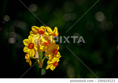 Daffodil flowers Daffodil flowers 100928523