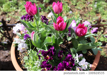種植鬱金香和三色堇 100928535
