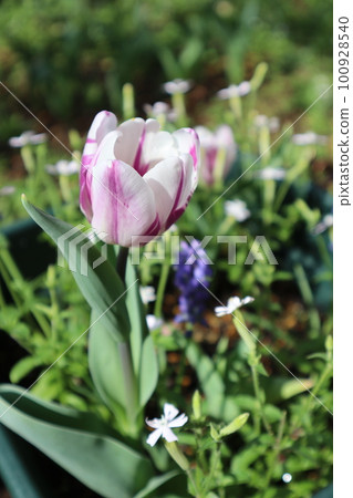 Group planting of fashionable colored tulips Group planting of fashionable colored tulips 100928540