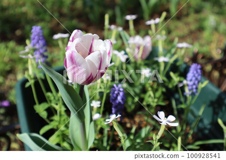 Potted tulips in fashionable colors Potted tulips in fashionable colors 100928541