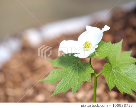 春花白色青光眼 100928753