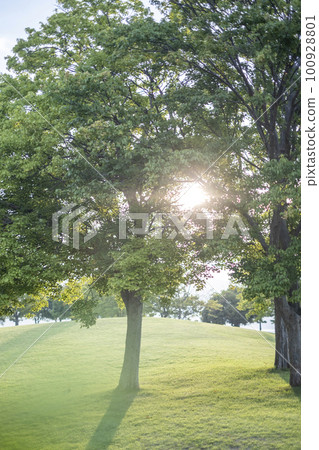 Morning in the park, shade of trees, sunshine filtering through trees, fresh greenery, eco-image 100928801