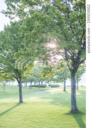 Morning in the park, shade of trees, sunshine filtering through trees, fresh greenery, eco-image 100928802