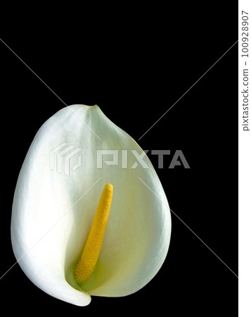 Calla lily 100928907