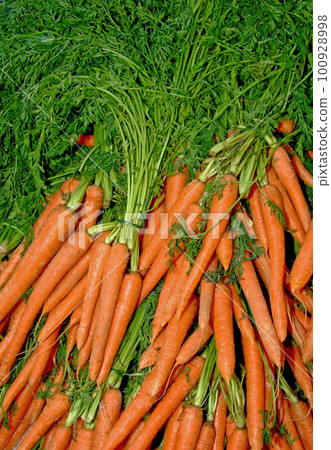 Bunch of carrots 100928998
