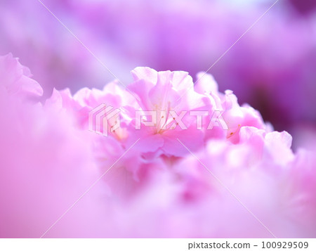 pink azalea flower 100929509