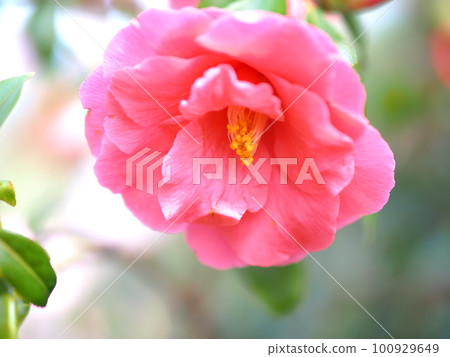 Beautiful pink camellia flowers Beautiful pink camellia flowers 100929649
