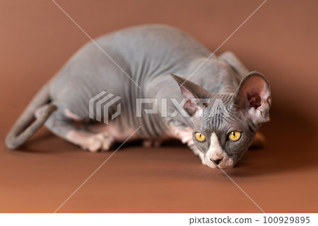 Luxury Sphynx Hairless cat of blue and white color lying down in fighting pose, looking for prey. Age of male kitten is four months. Brown background. Side view, focus on foreground. Studio shot. 100929895