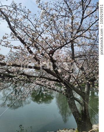 Cherry blossoms in full bloom reflected in the pond Cherry blossoms in full bloom reflected in the pond 100929951