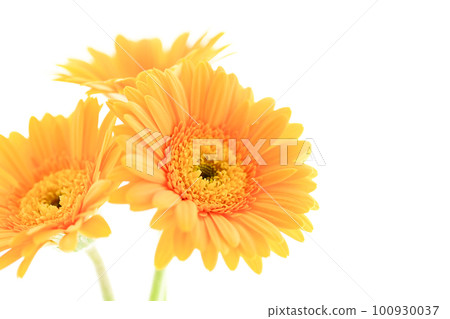 bright yellow sun-like gerbera flower 100930037