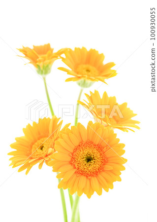 明亮的黃色太陽般的非洲菊花 明亮的黃色太陽般的非洲菊花 100930055