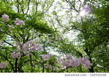 淡粉色的杜鵑花和陽光穿過新鮮的綠色植物 100930206