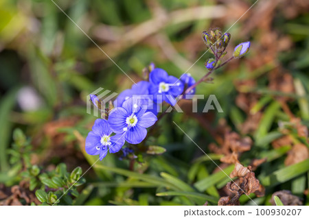 Veronica Georgia Blue（牛津藍），花朵類似河豚 100930207