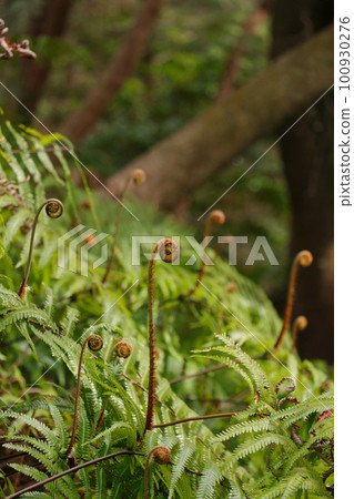 春天的到來，春天在山野中生長，垂直 100930276