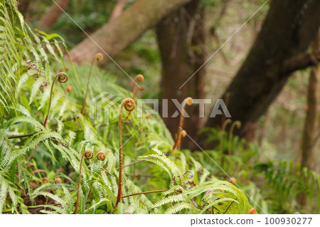 春天的到來。 春天的到來。 100930277