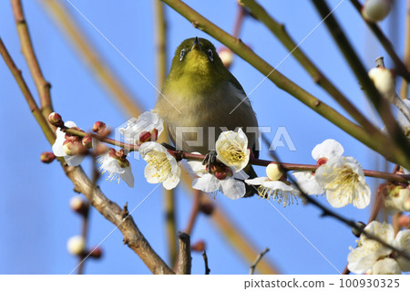 白梅花上的白眼病(春天的形象) 白梅花上的白眼病(春天的形象) 100930325