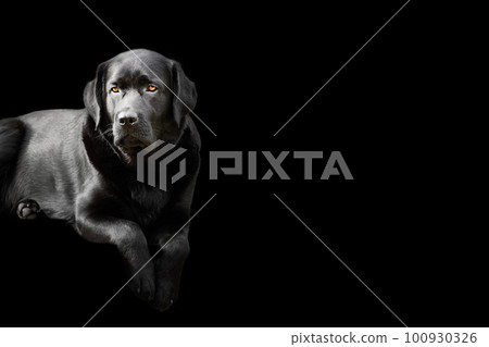 Black-colored Labrador retriever dog on a black background. Portrait of a thoroughbred young dog. 100930326