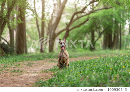 Funny happy dog of belgian malinois breed sitting at neture 100930343