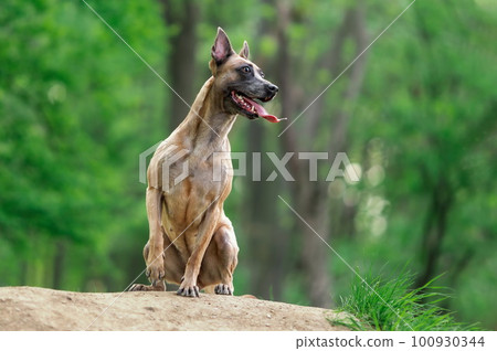 Funny happy dog of belgian malinois breed sitting in the forest at summer 100930344
