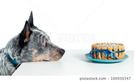 Australian cattle dog or blue heeler watching at birthday cake isolated on white. Copy space Australian cattle dog or blue heeler watching at birthday cake isolated on white. Copy space 100930347