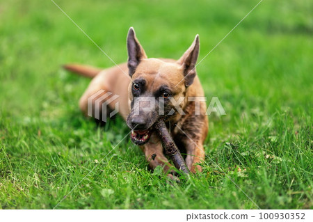 Funny dog of belgian malinois breed chewing wooden stick outdoors Funny dog of belgian malinois breed chewing wooden stick outdoors 100930352