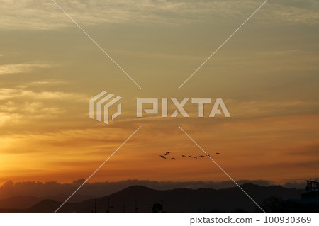 被早晨的陽光和一群蒼鷺照亮的雲 春天 230301am 100930369