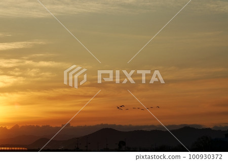 被早晨的陽光和一群蒼鷺照亮的雲 春天 230301am 100930372