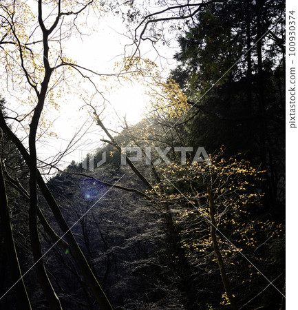 透過樹木查看 100930374