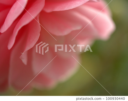 Pink camellia blooming in February Pink camellia blooming in February 100930440