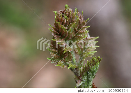 King of Wild Vegetables, Cod Sprouts King of Wild Vegetables, Cod Sprouts 100930534