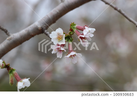 T型丁香櫻桃，花朵向後 100930683