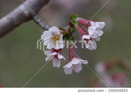 T型丁香櫻桃，花朵向後 100930685