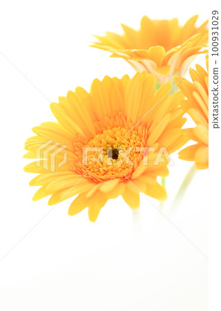 黃色的非洲菊花就像五顏六色的燦爛太陽 100931029