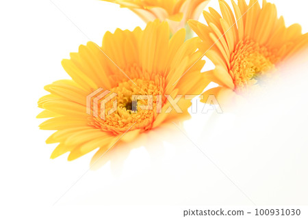 黃色的非洲菊花就像五顏六色的燦爛太陽 100931030