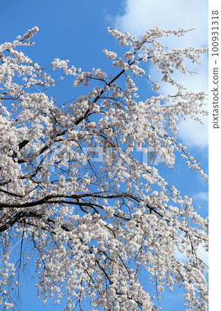 垂枝櫻花，藍天，雲 100931318