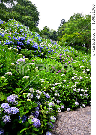 在京都花觀音寺盛開的繡球花 在京都花觀音寺盛開的繡球花 100931366