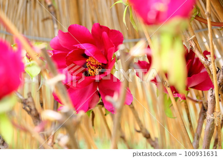 Winter blooming cold peony flower Winter blooming cold peony flower 100931631