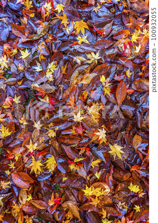 Fallen leaf surface of autumn leaves 100932055