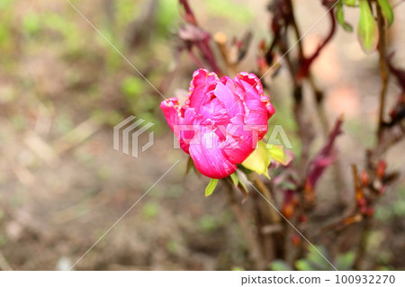 Winter blooming cold peony flower Winter blooming cold peony flower 100932270