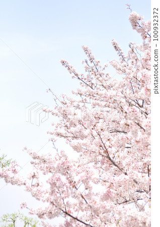Cherry blossoms in full bloom and blue sky 100932372