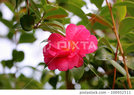 紅茶梅花 100932511