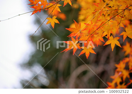 槭樹色的葉子 100932522